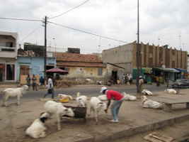 street in the suburb (2)