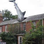 Shark attack house