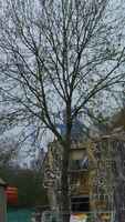 Tree against Tissenkrupp (Duisburg, 26 04 2013)